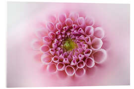 Akrylbillede Pink and soft dahlia