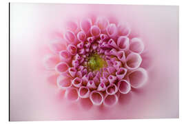 Aluminium print Pink and soft dahlia