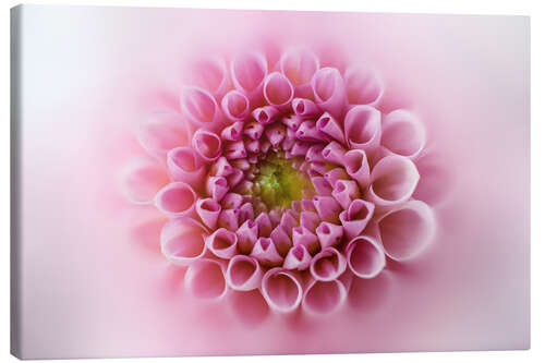 Canvastavla Pink and soft dahlia