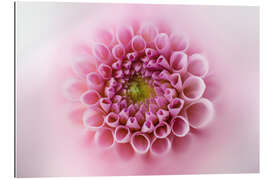 Gallery print Pink and soft dahlia