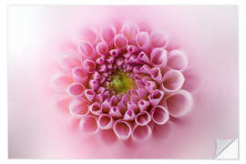 Muursticker Pink and soft dahlia