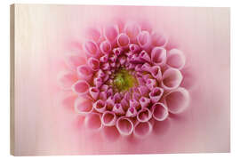 Wood print Pink and soft dahlia