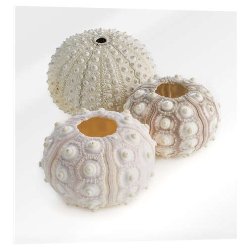 Acrylic print Sea urchin shells