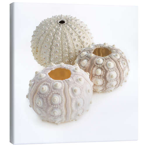 Canvas print Sea urchin shells