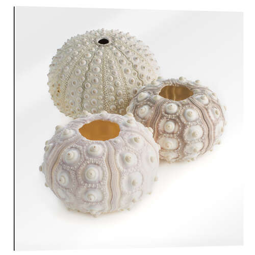 Gallery print Sea urchin shells