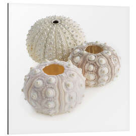 Magnettafel Seeigelschalen