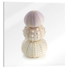 Galleriprint Sea urchin shells on top of each other