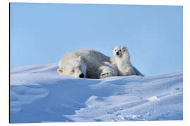 Aluminium print Polar bear mother and cub