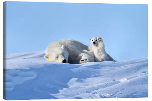 Canvas print Polar bear mother and cub