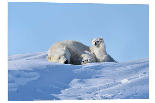 Foam board print Polar bear mother and cub