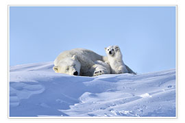 Poster Polar bear mother and cub