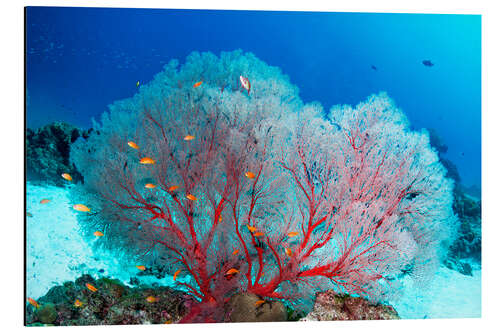 Aluminiumtavla Melithaea sea fan and lyretail anthias