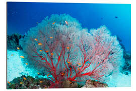 Aluminium print Melithaea sea fan and lyretail anthias