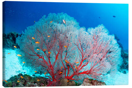 Canvas print Melithaea sea fan and lyretail anthias