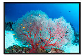 Gerahmter Kunstdruck Meeresfächer und Fahnenbarsche