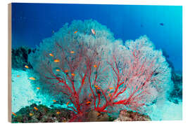 Quadro de madeira Melithaea sea fan and lyretail anthias