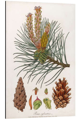 Alubild Strukturen der Kiefer (Pinus sylvestris)