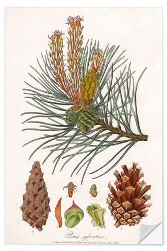 Selvklebende plakat structures of the Scots pine (Pinus sylvestris)