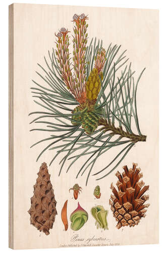 Quadro de madeira structures of the Scots pine (Pinus sylvestris)