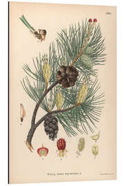 Alubild Strukturen der Waldkiefer (Pinus sylvestris)