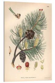 Gallery print structures of the Scots pine (Pinus sylvestris)