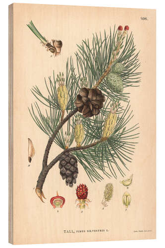 Wood print structures of the Scots pine (Pinus sylvestris)