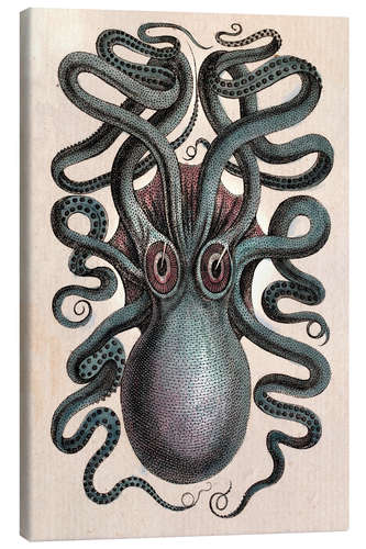 Leinwandbild Gemeiner Tintenfisch - Octopus