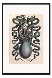 Gerahmter Kunstdruck Gemeiner Tintenfisch - Octopus