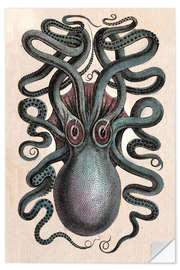 Selvklebende plakat Common squid - Octopus