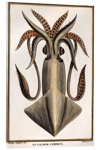 Acrylglas print Common squid