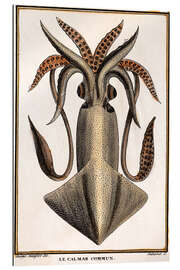 Gallery print Common squid