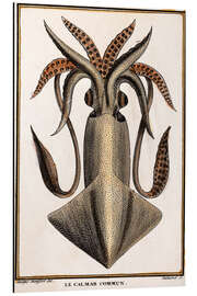 Magnettafel Gemeiner Kalmar