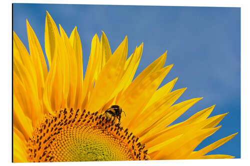 Aluminium print Sunflower against blue sky