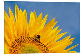 Aluminium print Sunflower against blue sky