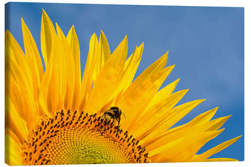 Stampa su tela Sunflower against blue sky