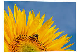 Foam board print Sunflower against blue sky