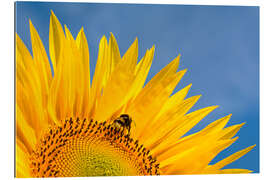 Gallery print Sunflower against blue sky