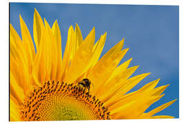 Magnettafel Sonnenblume vor blauem Himmel