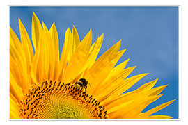 Poster Sonnenblume vor blauem Himmel - Edith Albuschat