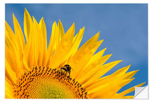 Selvklebende plakat Sunflower against blue sky