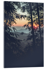 Akryylilasitaulu  Bamboo in the sunset
