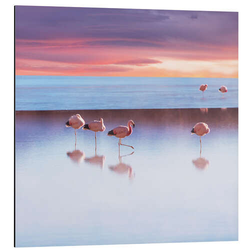 Aluminium print Andean Flamingos, Bolivia