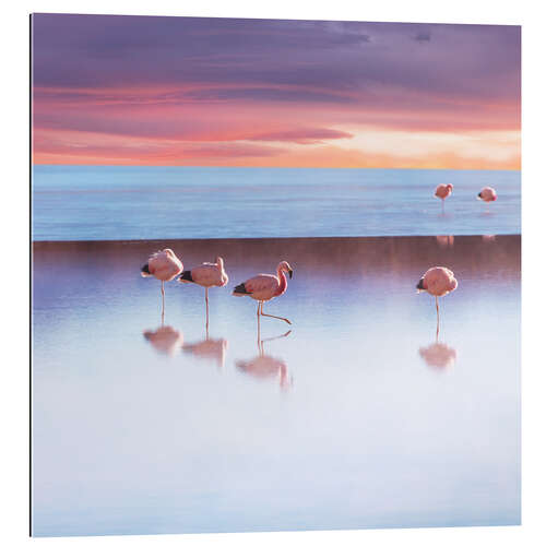 Gallery print Andean Flamingos, Bolivia