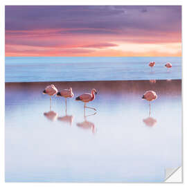 Selvklebende plakat Andean Flamingos, Bolivia