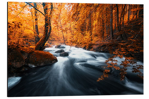 Alubild Herbst Wald und Bach