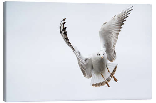 Lerretsbilde Flying black headed gull (lat. Chroicocephalus ridibundus) against white sky