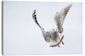 Canvas print Flying black headed gull (lat. Chroicocephalus ridibundus) against white sky