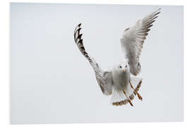 Foam board print Flying black headed gull (lat. Chroicocephalus ridibundus) against white sky