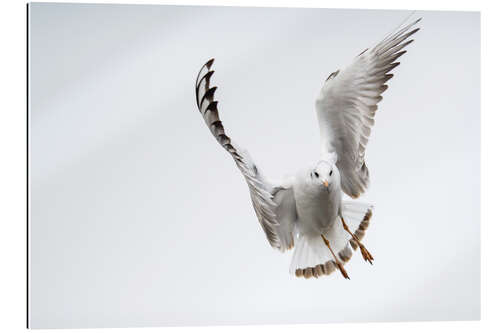 Gallery print Flying black headed gull (lat. Chroicocephalus ridibundus) against white sky