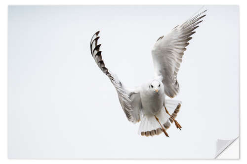 Vinilo para la pared Flying black headed gull (lat. Chroicocephalus ridibundus) against white sky